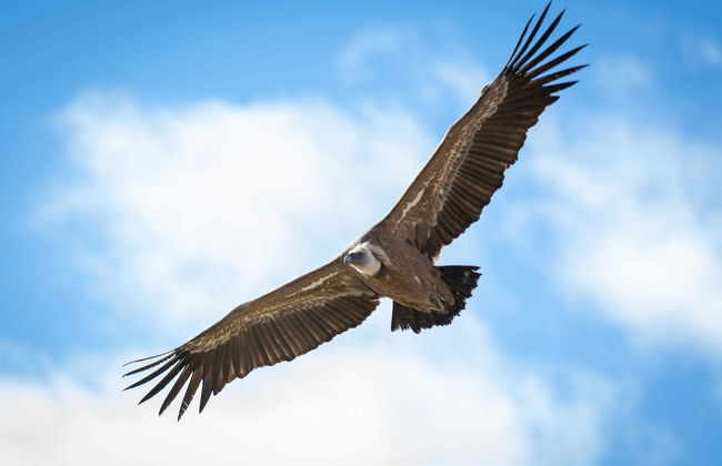 Tour en kayak por las Hoces del Duratón - Photo 3