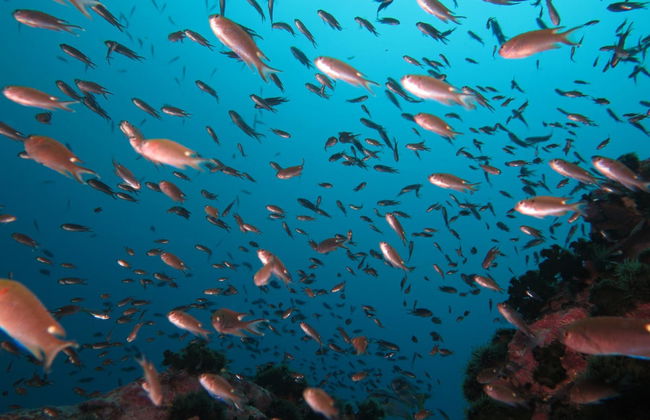 Buceo en Koh Tao - Foto 5