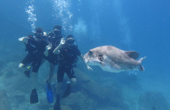 Buceo en Koh Tao - Foto 2