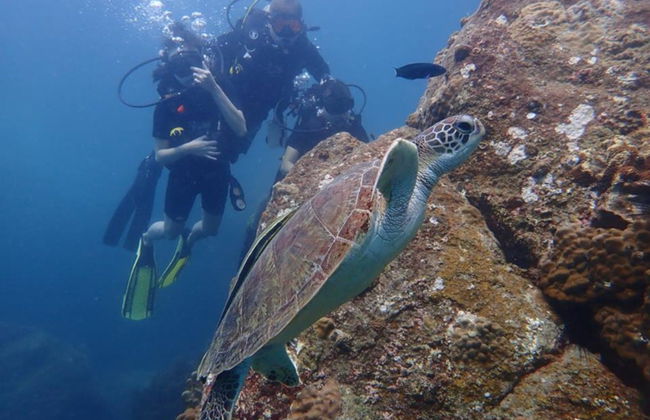 Buceo en Koh Tao - Foto 4