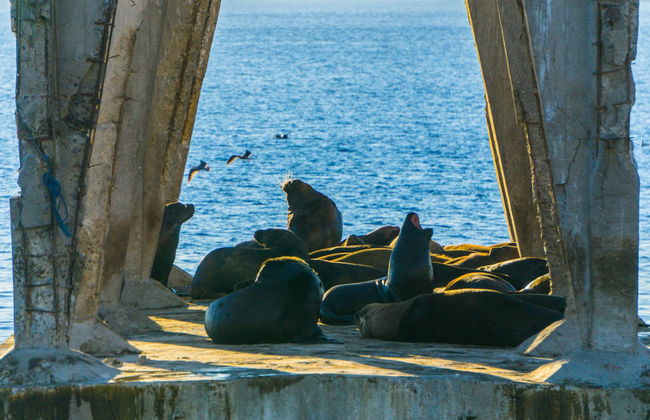 Visite de Valparaíso pour croisiéristes - Photo 3