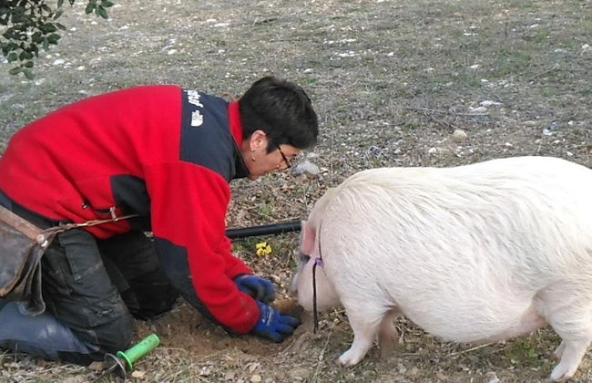 Tour del tartufo - Foto 4