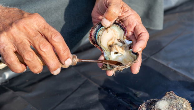 Visite d'un élevage de perles de culture Suwaidi - Photo 5