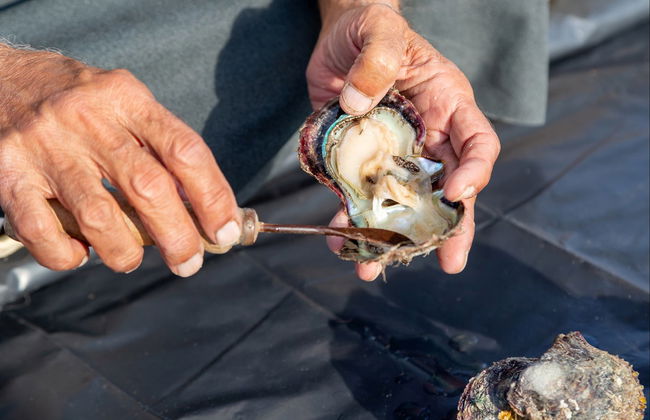 Visite d'un élevage de perles de culture Suwaidi - Photo 5