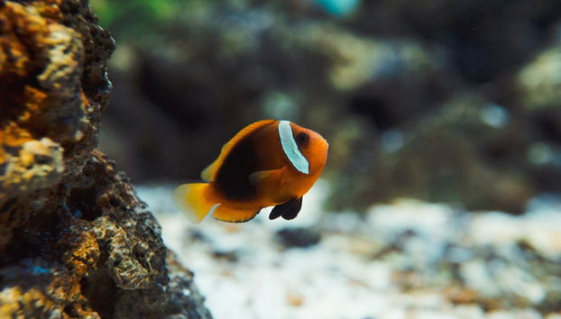 Olympic Boulevard Tour and AquaRio - Foto 4