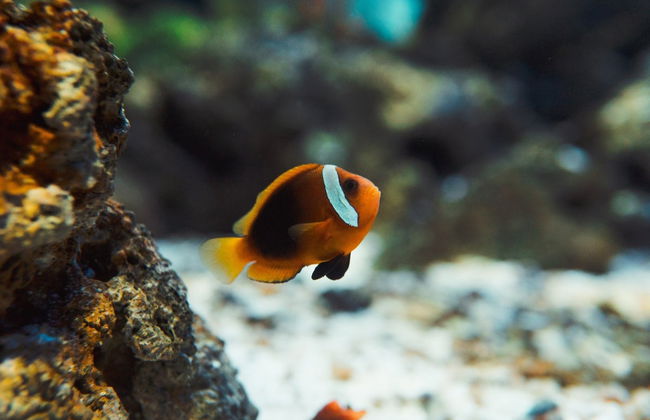 Tour pelo Boulevard Olímpico + Ingresso do AquaRio - Foto 4