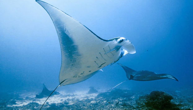 Speedboat Transfer to Nusa Penida - Photo 5