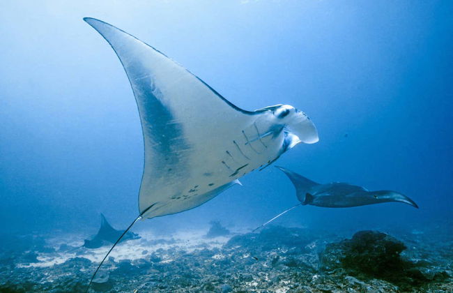 Speedboat Transfer to Nusa Penida - Photo 5
