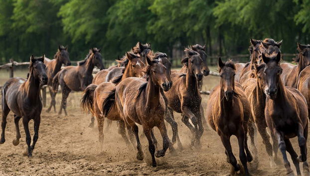 Excursão a Puszta e espetáculo equestre - Foto 3