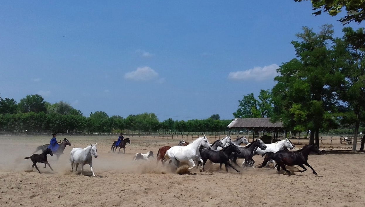 Excursion à la Puszta et spectacle équestre - Photo 1