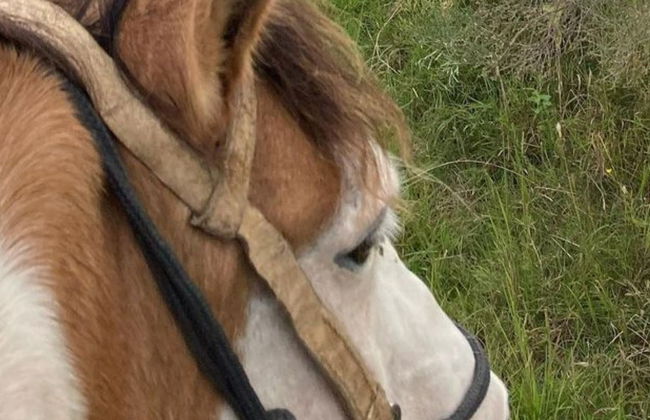 Passeio a cavalo por Colônia do Sacramento - Foto 4