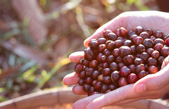 Organic Coffee Farm Tour - Photo 6