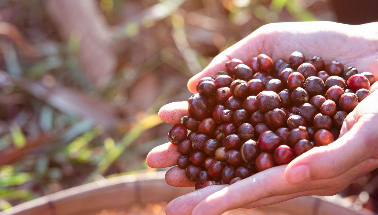 Organic Coffee Farm Tour - Foto 1