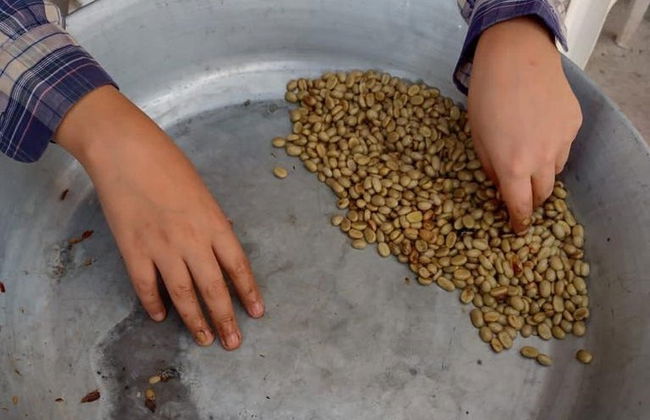 Organic Coffee Farm Tour - Photo 3