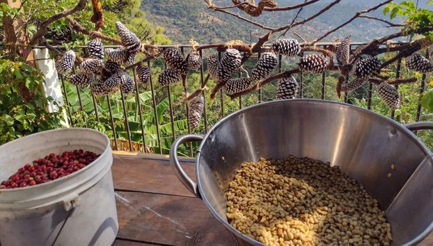 Organic Coffee Farm Tour - Foto 2