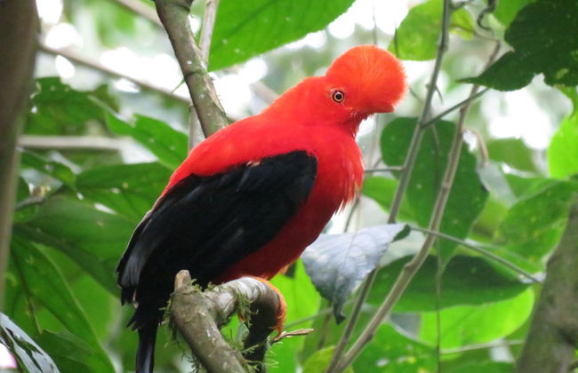 Avistamento de aves na reserva Santa Rita - Foto 1