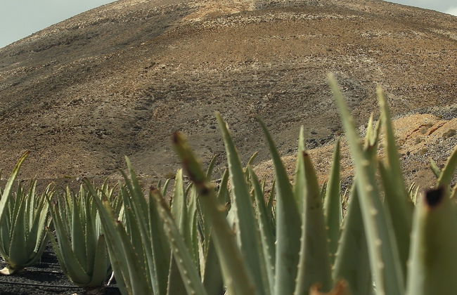 Aloe Vera Farm Tour - Photo 11