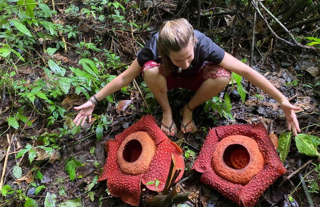Avistamiento de orangutanes en Gunung Leuser en 3 o 4 días - Foto 12