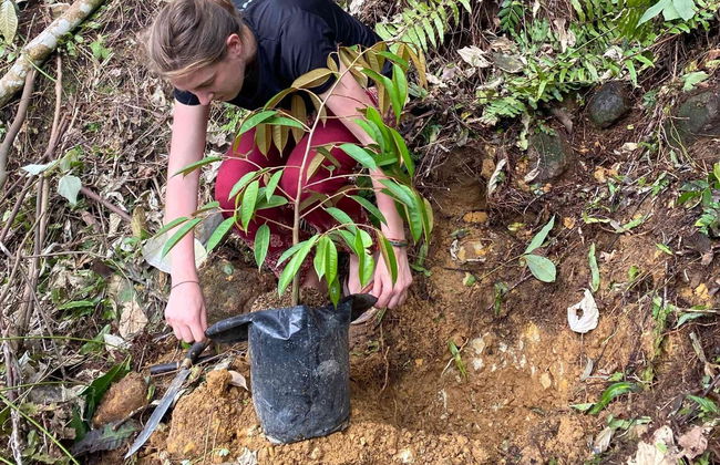 Avistamiento de orangutanes en Gunung Leuser en 3 o 4 días - Foto 14
