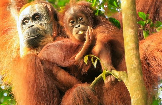 Avistamiento de orangutanes en Gunung Leuser en 3 o 4 días - Foto 16
