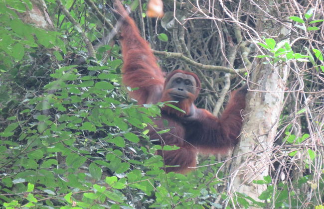 Avistamiento de orangutanes en Gunung Leuser en 3 o 4 días - Foto 8