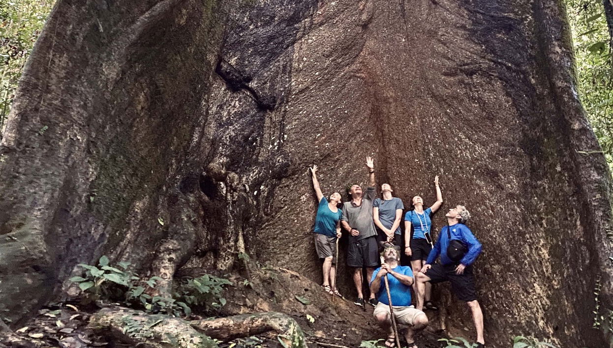 Avistamiento de orangutanes en Gunung Leuser en 3 o 4 días - Foto 1