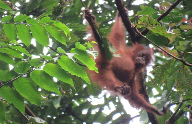 Avistamiento de orangutanes en Gunung Leuser en 3 o 4 días - Foto 7