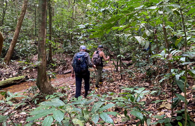 Avistamiento de orangutanes en Gunung Leuser en 3 o 4 días - Foto 10