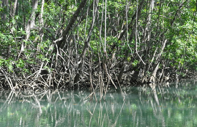 Balade en bateau sur l'île de Damas - Photo 4