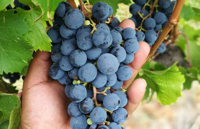 Senderismo por el valle de Banhoek + Visita a una bodega - Foto 5