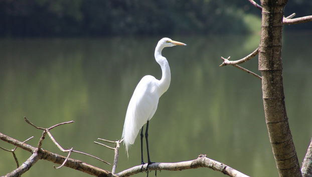 Lake Duluti Canoe Tour - Photo 3
