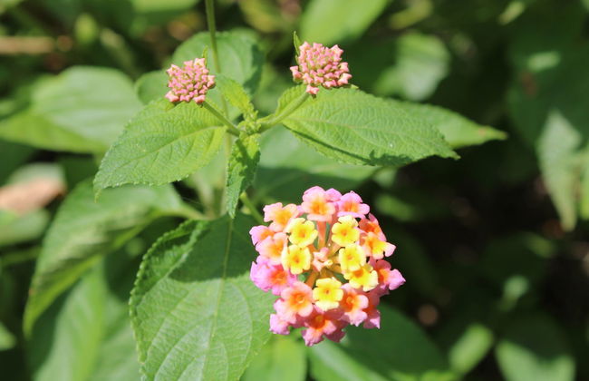 Lake Duluti Canoe Tour - Photo 5