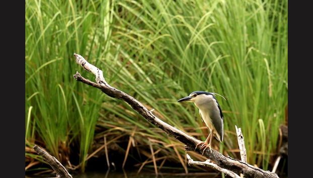 Lake Duluti Canoe Tour - Photo 4