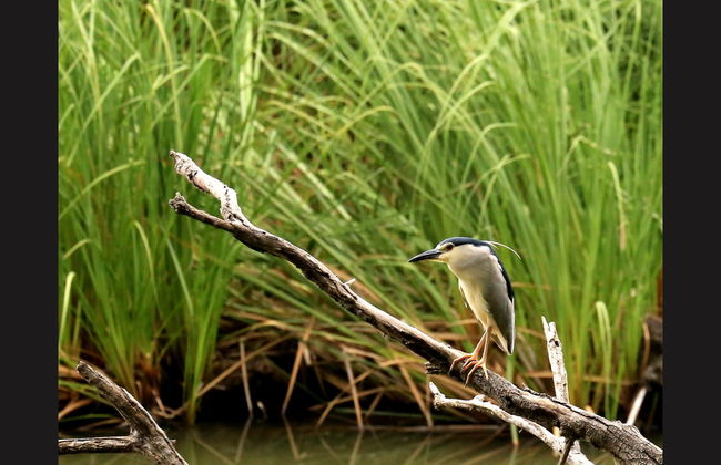 Lake Duluti Canoe Tour - Photo 4