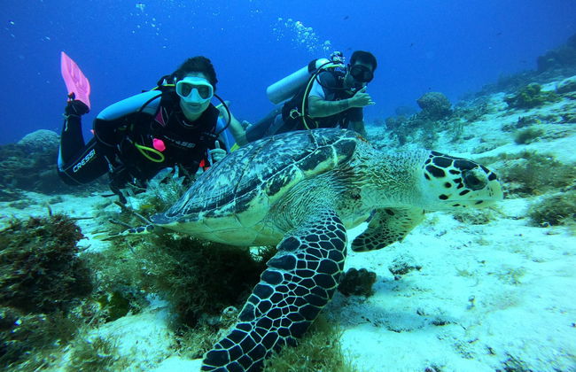 Baptême de plongée à Cozumel - Photo 1