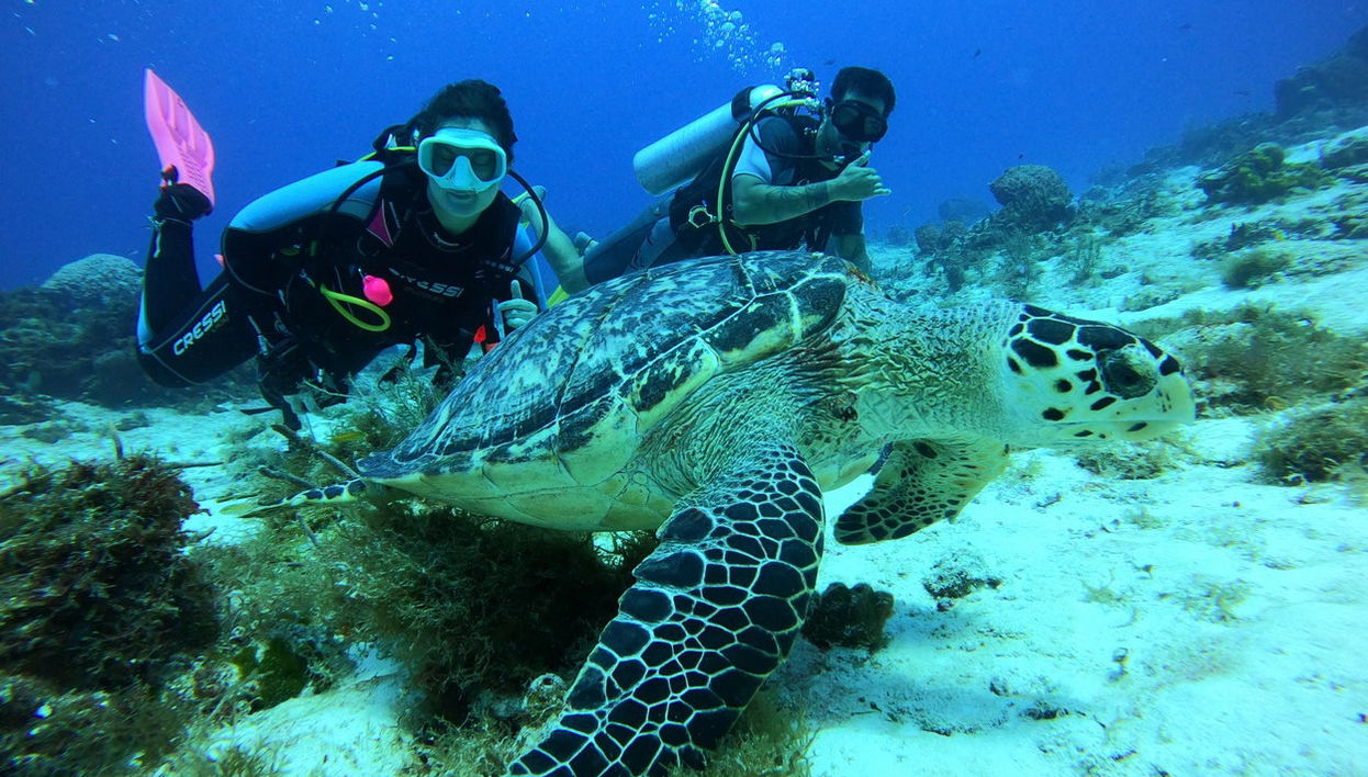 Scuba Diving in Cozumel - Photo 1