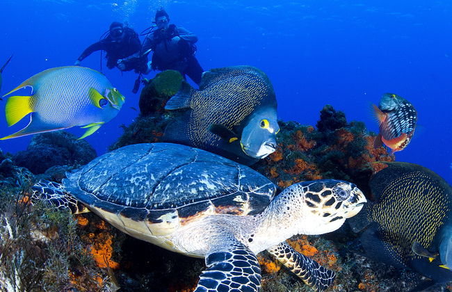 Bautismo de buceo en Cozumel - Foto 6