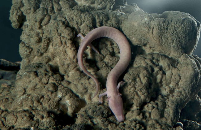 Postojna Cave & Predjama Castle Day Trip - Photo 8