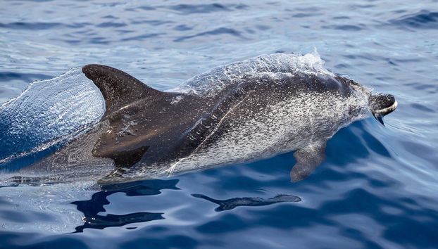 Giardini Naxos Dolphin Watching - Foto 3