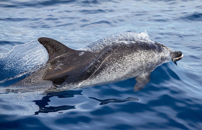Giardini Naxos Dolphin Watching - Foto 3
