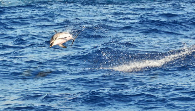 Giardini Naxos Dolphin Watching - Foto 4