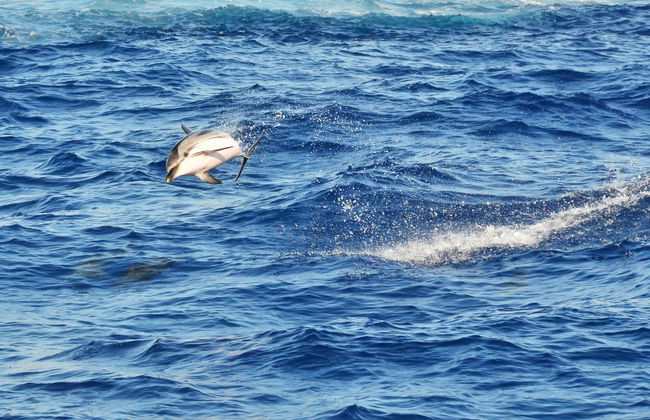 Giardini Naxos Dolphin Watching - Foto 4