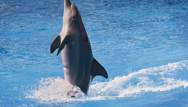 Giardini Naxos Dolphin Watching - Foto 5