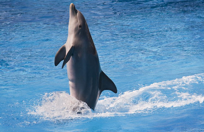 Giardini Naxos Dolphin Watching - Foto 5