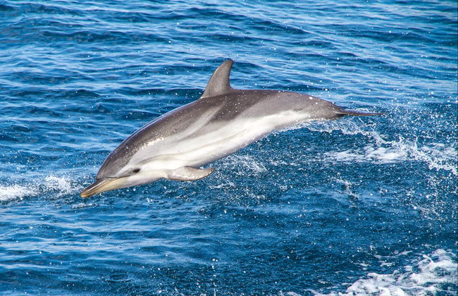 Giardini Naxos Dolphin Watching - Foto 7