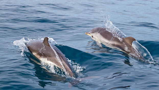 Giardini Naxos Dolphin Watching - Foto 2