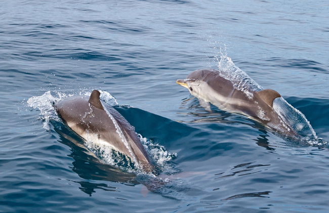 Giardini Naxos Dolphin Watching - Foto 2