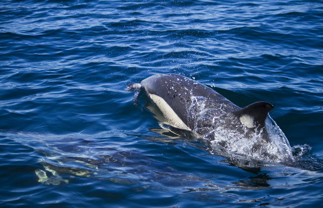Giardini Naxos Dolphin Watching - Foto 6