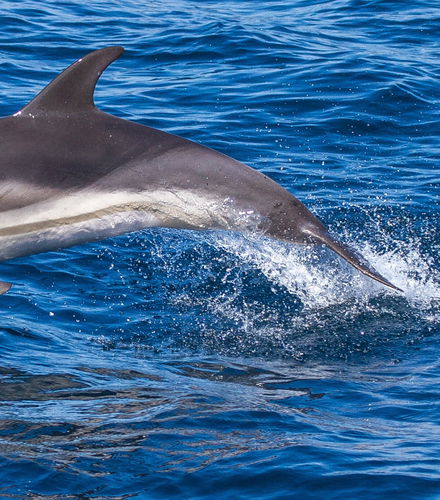 Foto de Avistamiento de delfines en Giardini Naxos