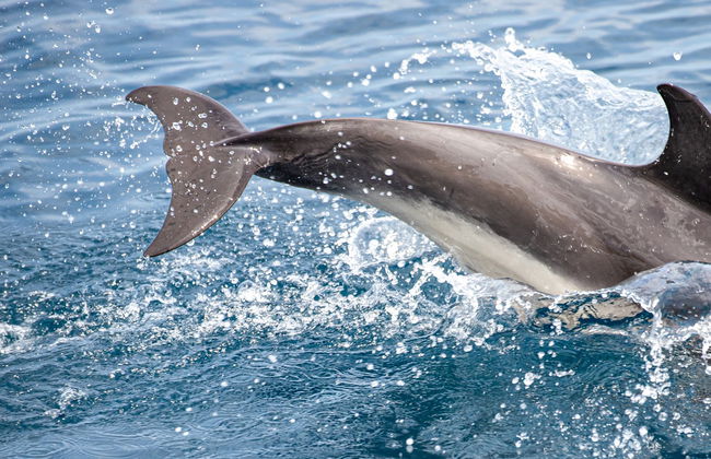 Giardini Naxos Dolphin Watching - Foto 1